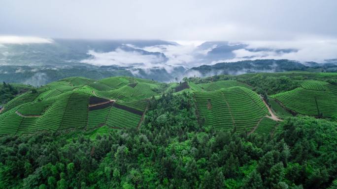 航拍山区云雾袅绕的茶山4K