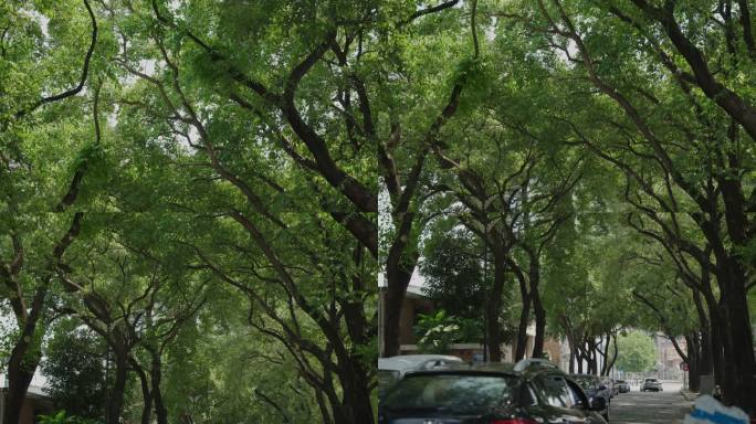 4k 树木城市小道绿植阳光下空镜