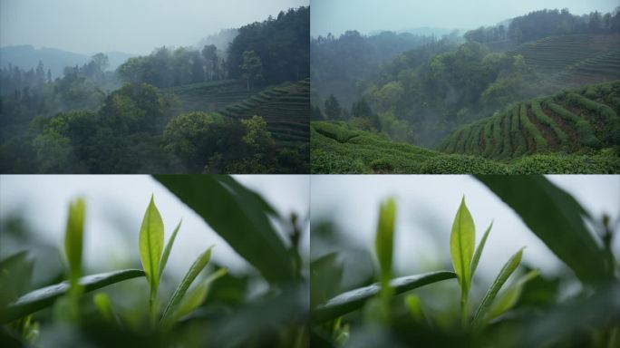 云雾茶山茶园茶叶采茶4k