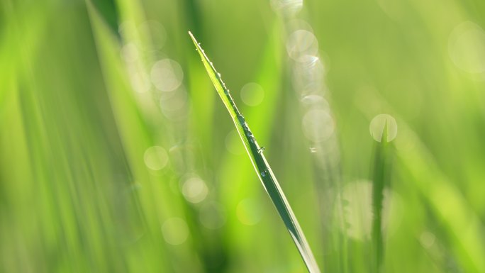 春天来了小草草地和下雨天阳光特写镜头