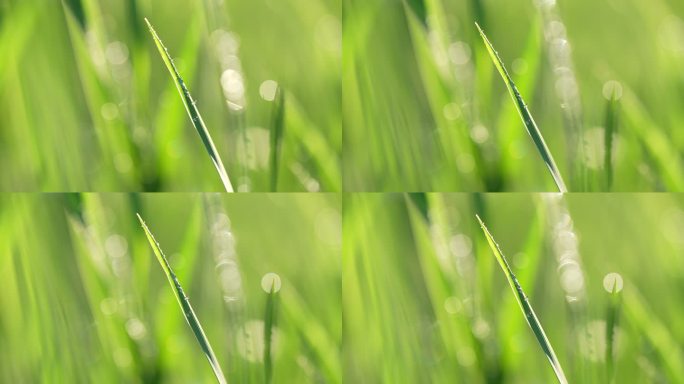 春天来了小草草地和下雨天阳光特写镜头