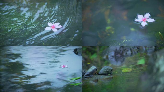 4K 溪畔桃韵-溪水中的桃花瓣