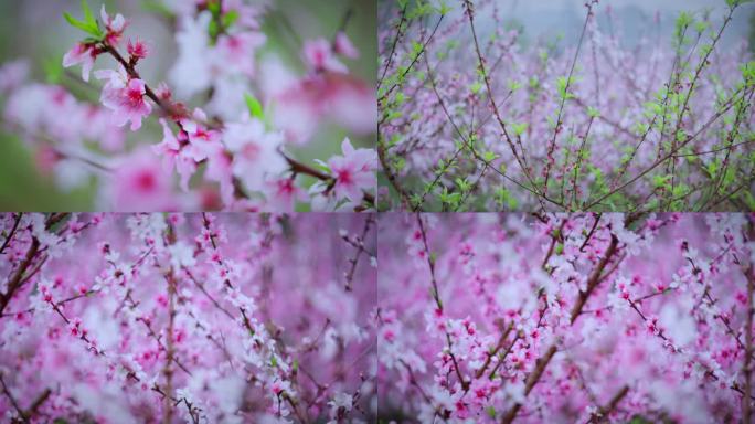 4K 细雨桃花