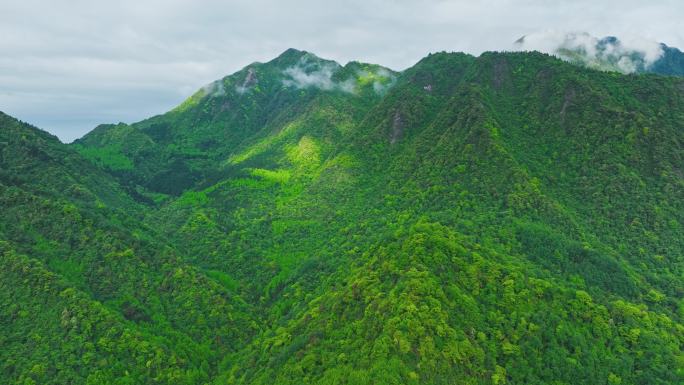 绿色森林青山高山云海航拍