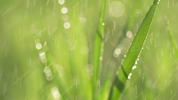 春天来了小草草地和下雨天阳光特写镜头