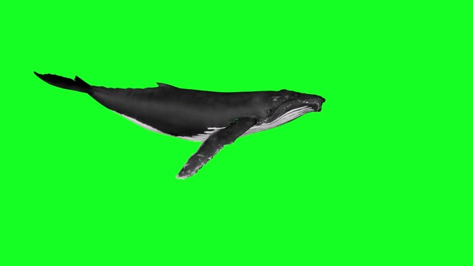 座头鲸1