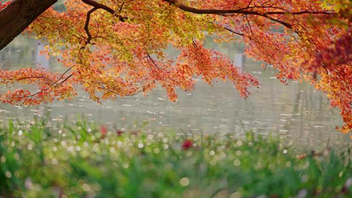 秋天美景红枫
