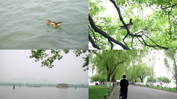 水中小鱼 一群小鱼 鸳鸯 西湖