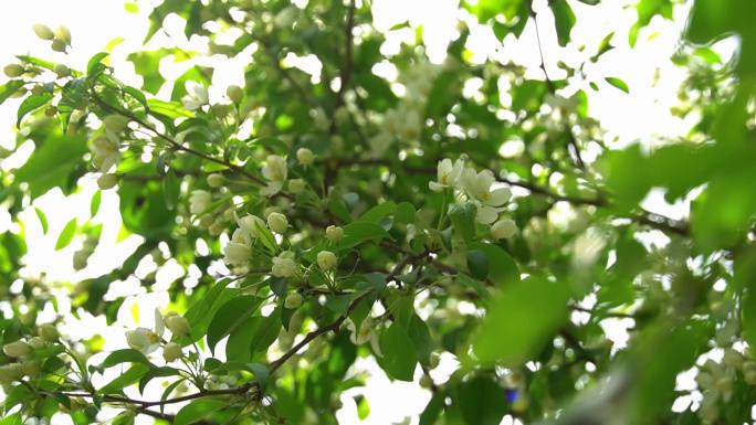 初夏梨花开