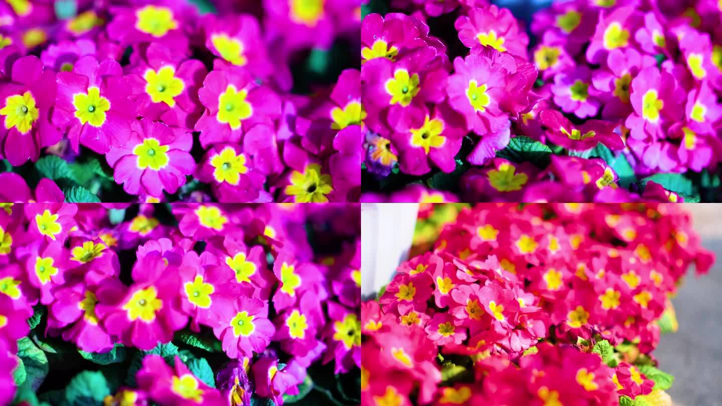 花盆种植欧洲报春观赏花朵盆栽视频素材