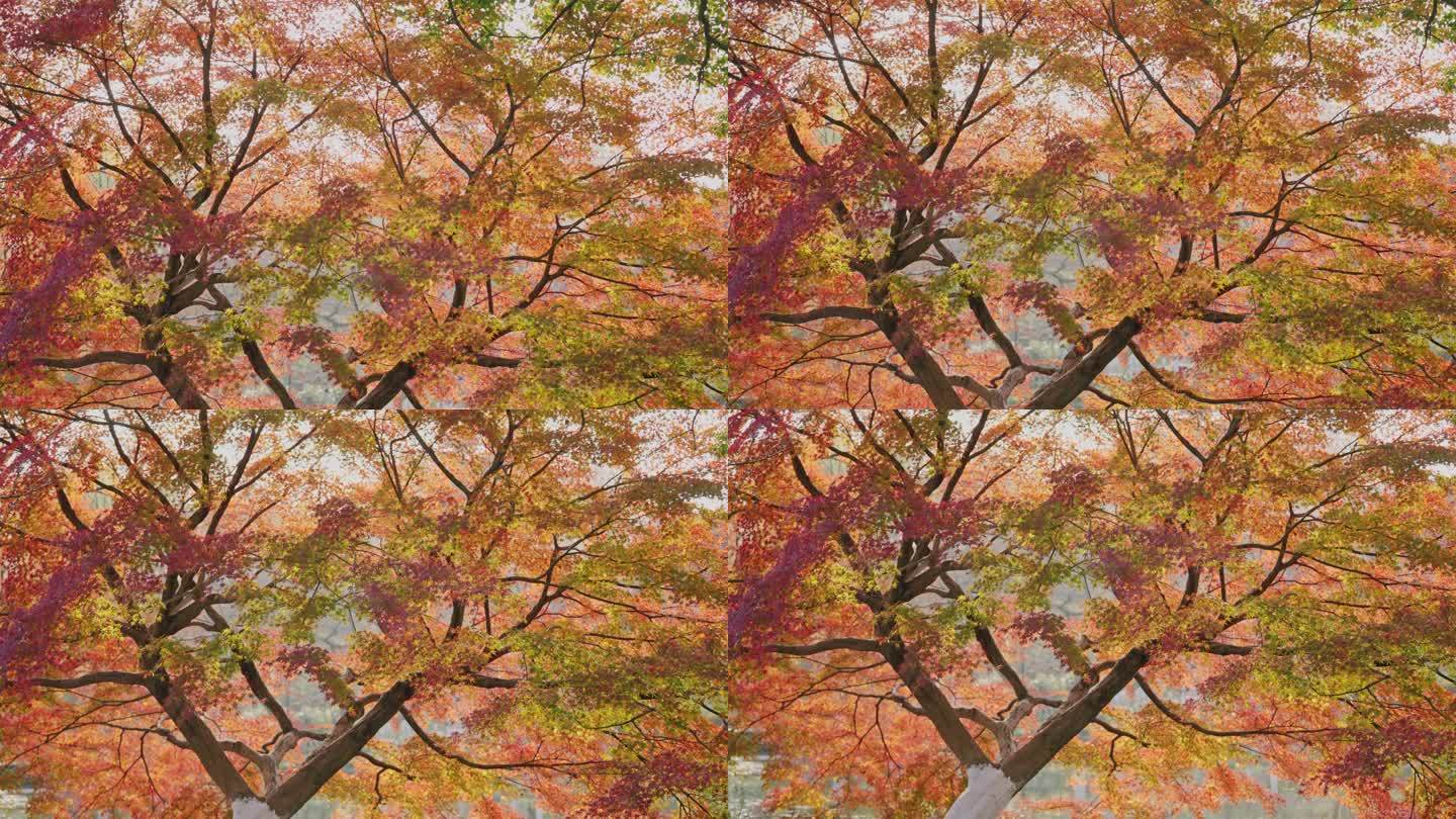 秋天枫树 红枫