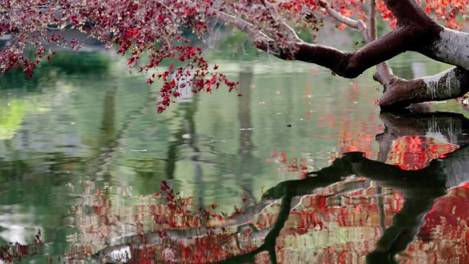 红枫水中倒影秋天美景红枫