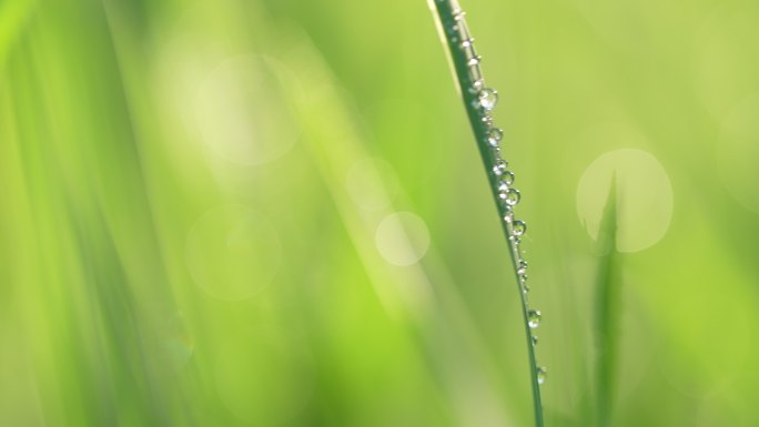 小草草地和下雨天阳光叶子露珠特写镜头