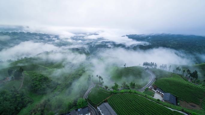 航拍山区云雾袅绕的茶山4K