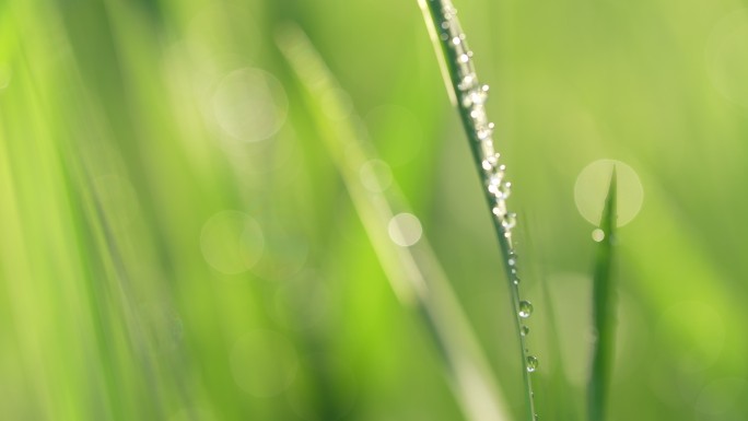 小草草地和下雨天阳光叶子露珠特写镜头