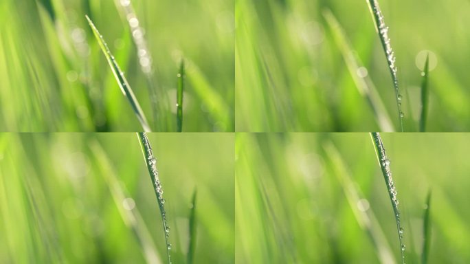 小草草地和下雨天阳光叶子露珠特写镜头