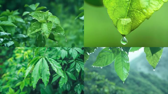 雨滴下雨叶子唯美春雨雨镜头