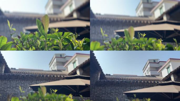 建筑植物阳光空镜头