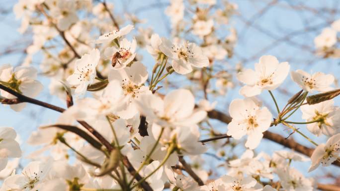 实拍 桃花 特写 24个镜头