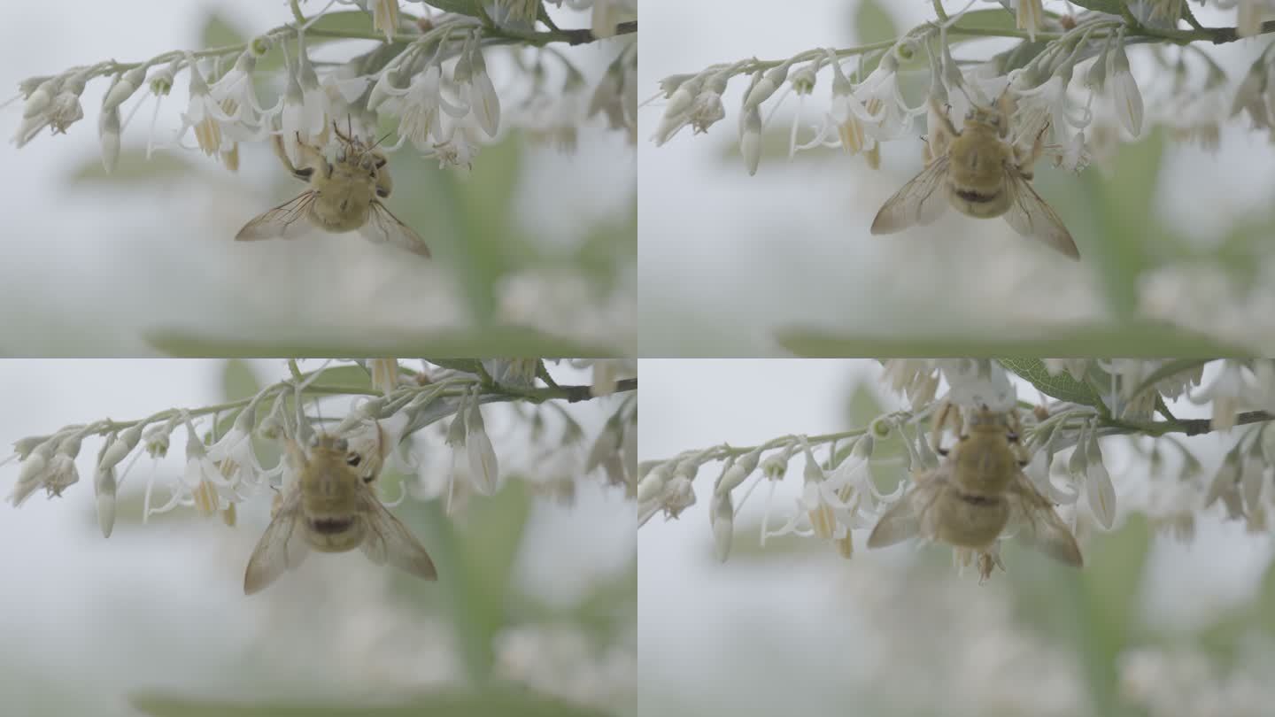 采蜜的野蜂
