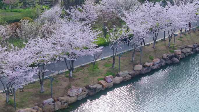 春天苏州园区独墅湖月亮湾春天樱花盛开航拍