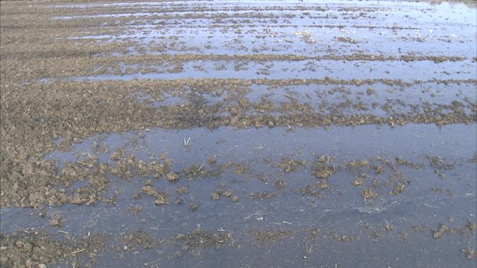 农田 灌水 大水漫灌 人工开沟 挖沟灌溉