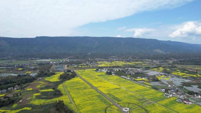 洪雅柳江油菜花乡村风光天府粮仓