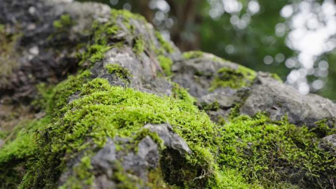 藓苔 苔藓 青苔