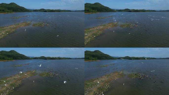 湖面飞鸟绿色自然唯美风景清新和谐