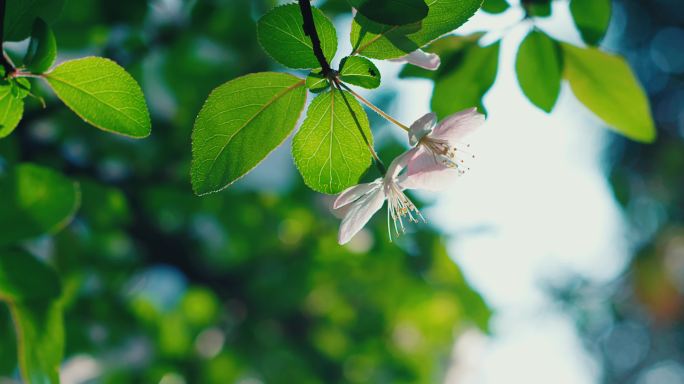 花 蜜蜂 春天 小清新 三月 四月