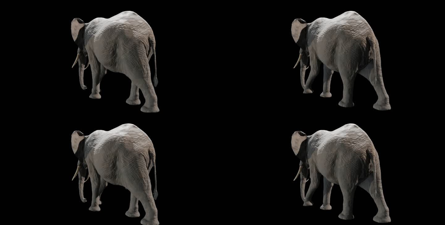 A01-大象后侧