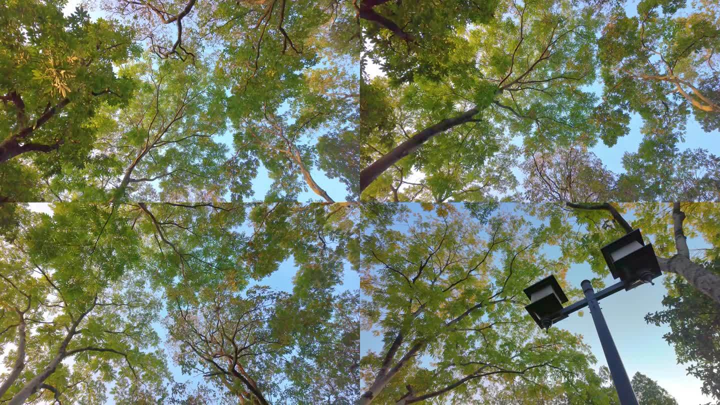 唯美仰望仰视仰拍树林树叶树木空镜头4