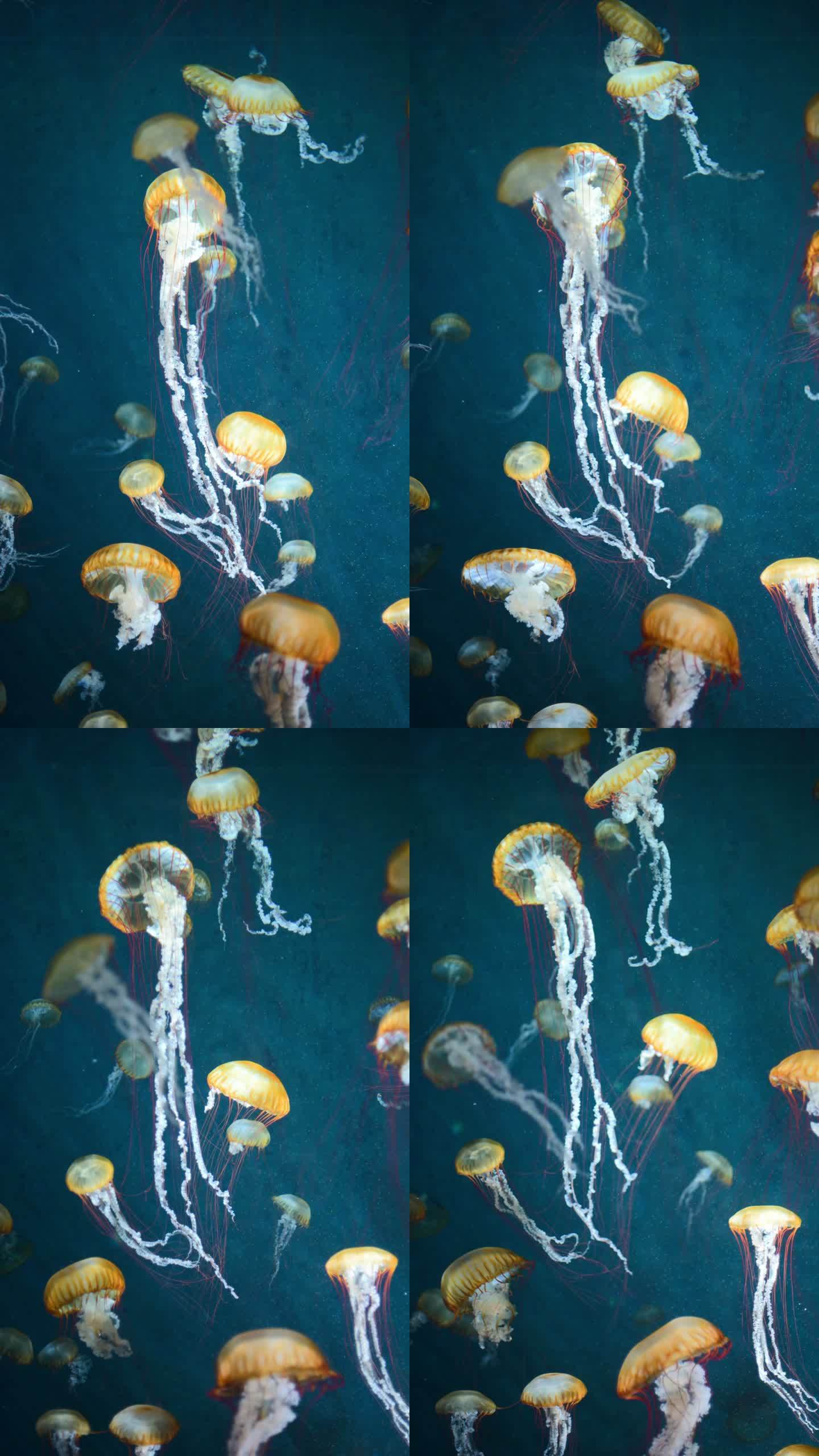 黄色水母蓝色精灵游动4K