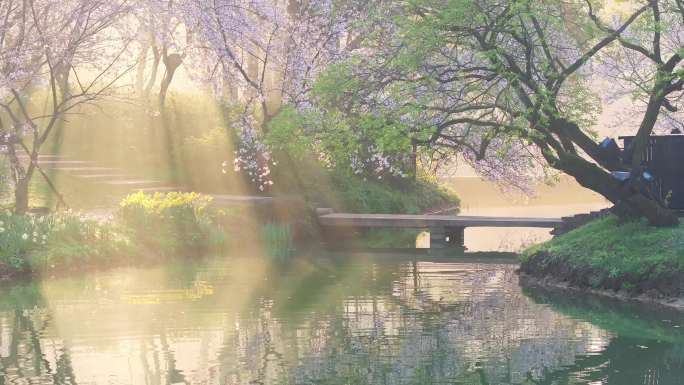 春天清晨日出无锡太湖鼋头渚樱花风景航拍