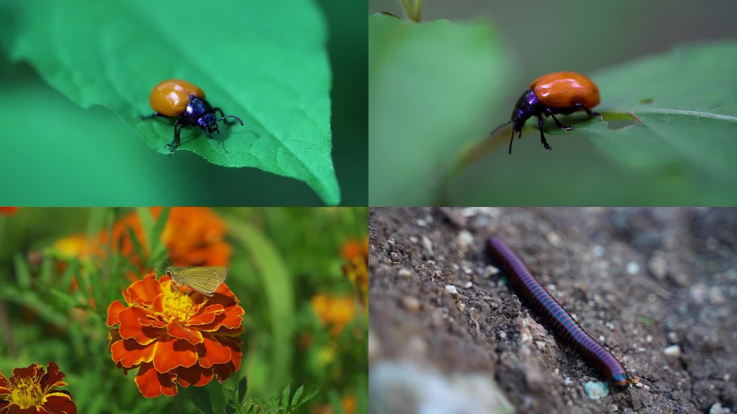 蜗牛微距拍摄七星瓢虫昆虫蝴蝶蜜蜂自然生物