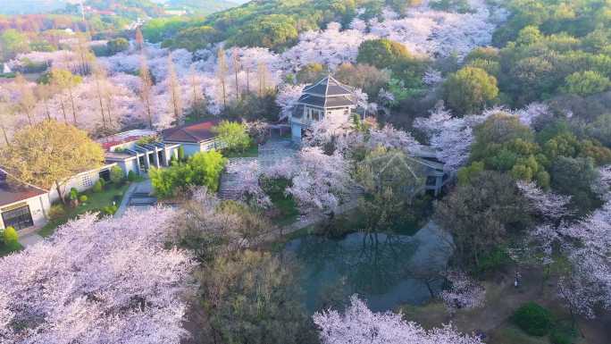 春天清晨日出无锡太湖鼋头渚樱花风景航拍