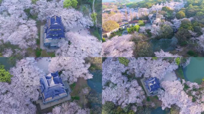 春天清晨日出无锡太湖鼋头渚樱花风景航拍