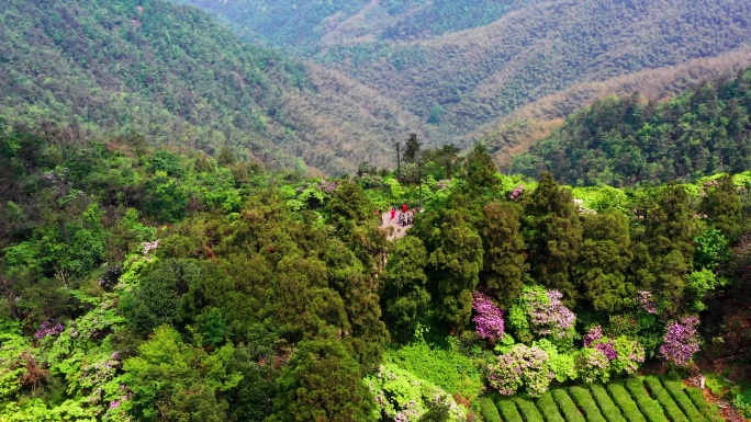 浙江天台山，华顶森林公园，千年云锦杜鹃