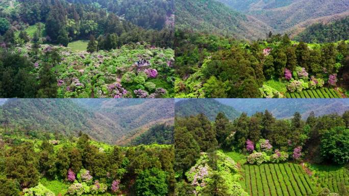 浙江天台山，华顶森林公园，千年云锦杜鹃