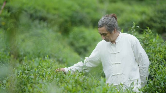 大师在茶园行走