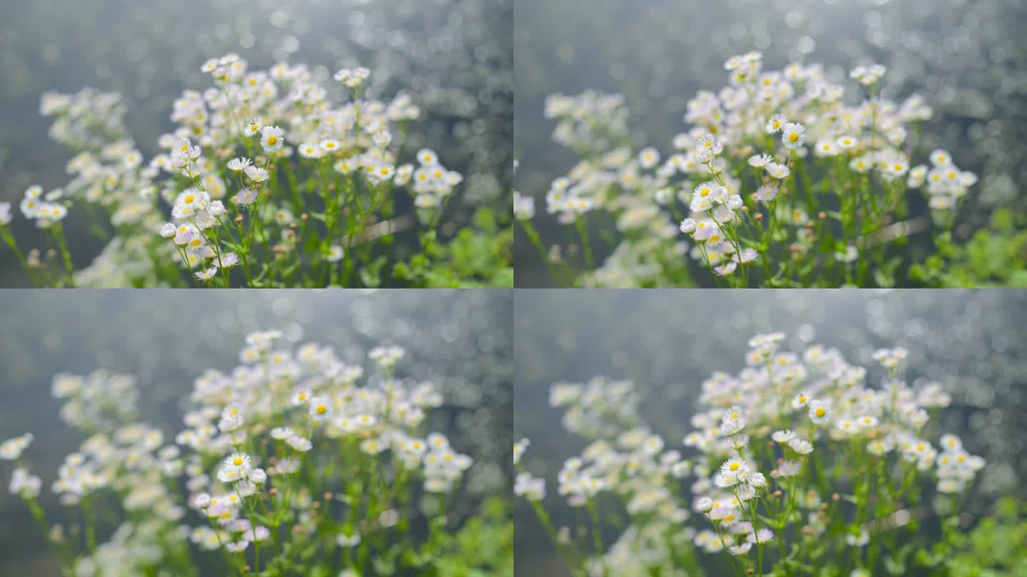 风中的白色雏菊