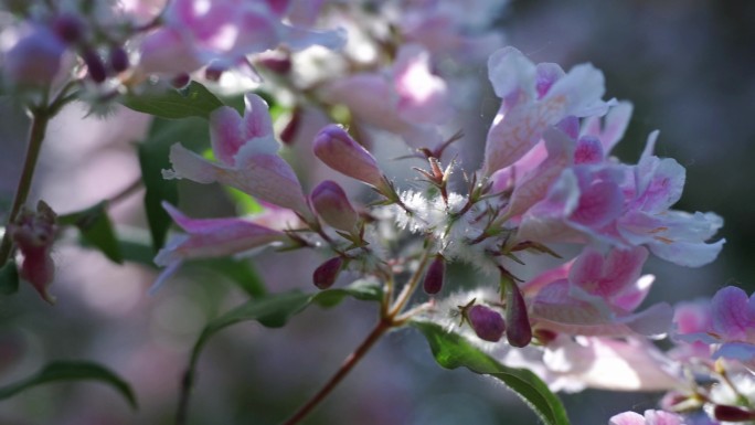 蝟实花瀑布/微距特效蝟实花