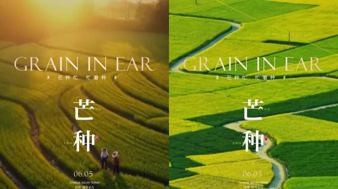 芒种竖屏海报动态视频模板