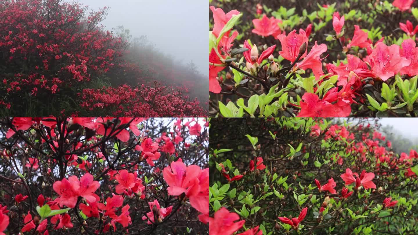 中国广西昭平县仙殿顶乡村旅游区映山红花开