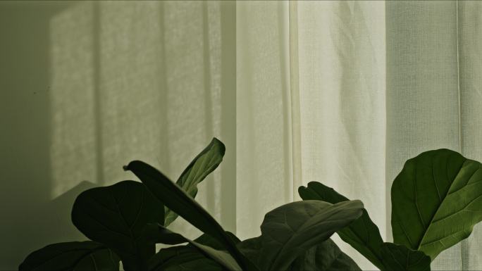 窗边植物光影