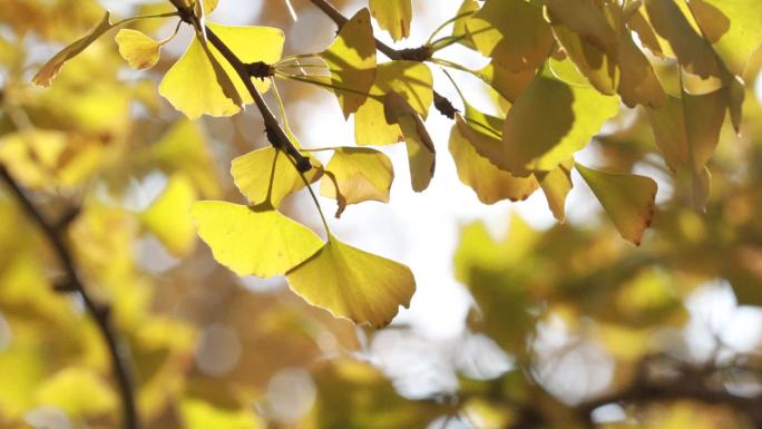 黄河岸边：秋风送寒杏叶染 满城尽是黄金色