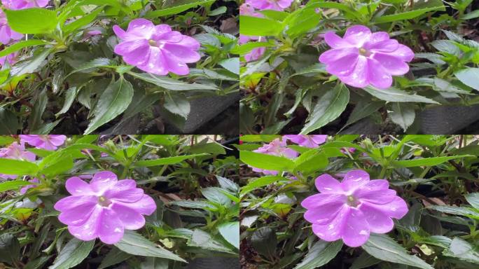 紫色的花鲜花野外唯美