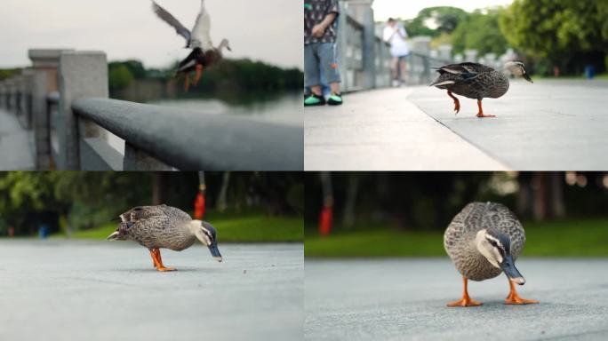 公园河边鸭子跳跃飞舞走动吃饲料