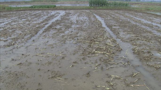 浸泡田 灌水 麦茬田 平整好的稻田 趴地