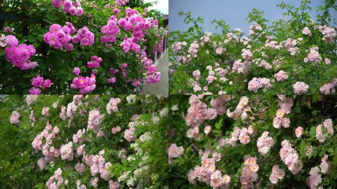 蔷薇花 花 春天 花朵 花丛